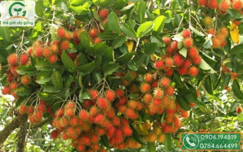 11 loại trái cây được xuất khẩu chính ngạch sang Trung Quốc