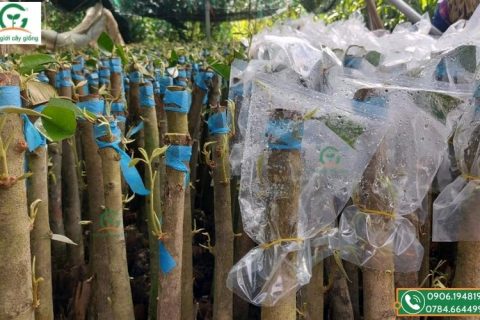 Cây giống sầu riêng gai đen