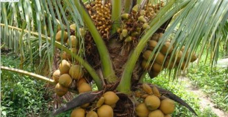 Cách chọn cây giống dừa