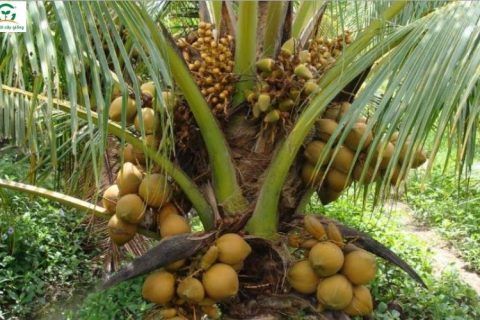 Cách chọn cây giống dừa