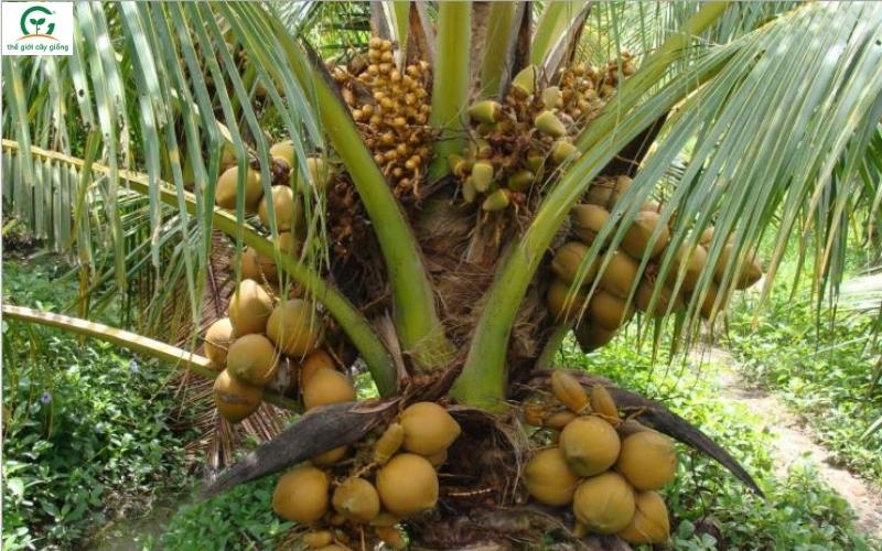 Cách chọn cây giống dừa