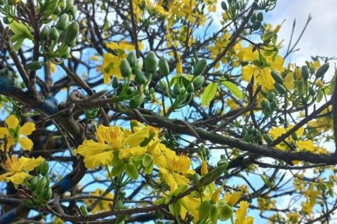 Các giống mai vàng quý hiếm hiện nay