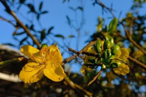 Cây mai có trồng được ở miền Bắc không