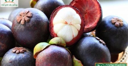 11 loại trái cây được xuất khẩu chính ngạch sang Trung Quốc