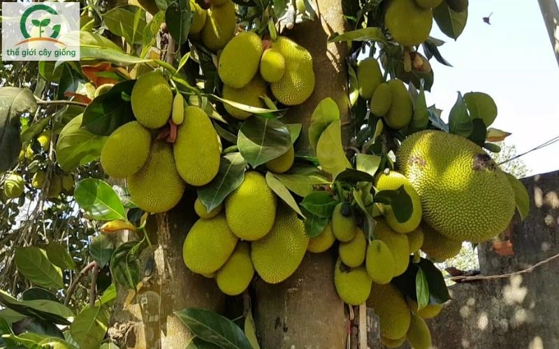 11 loại trái cây được xuất khẩu chính ngạch sang Trung Quốc