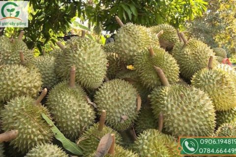 11 loại trái cây được xuất khẩu chính ngạch sang Trung Quốc