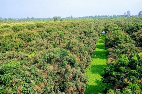 Cách nhân giống cây nhãn