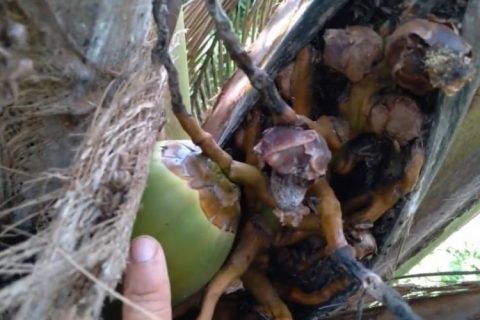 Phòng ngừa bệnh rụng trái dừa