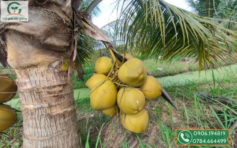 Chăm sóc cây dừa đang nuôi trái