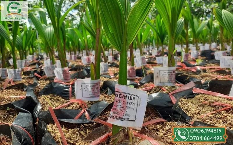 Cách trồng cây dừa nhanh bén đất