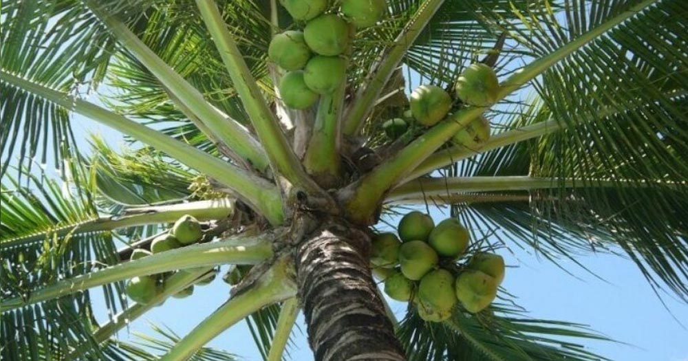 Kỹ thuật trồng và chăm sóc cây dừa sai quả
