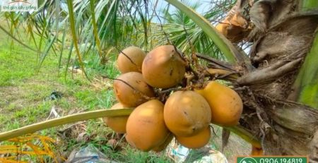 Chăm sóc cây dừa đang nuôi trái