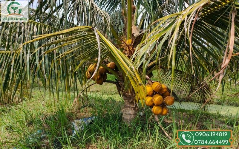 Phòng bệnh cho cây dừa đang nuôi trái