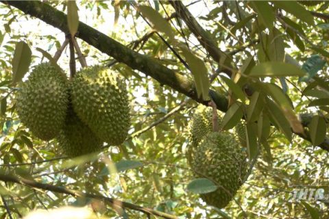 Tiền Giang có 3 cùng trồng sầu riêng được Trung Quốc cấp phép xuất khẩu chính ngạch
