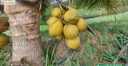 Cách chăm sóc cây dừa trước cho trái