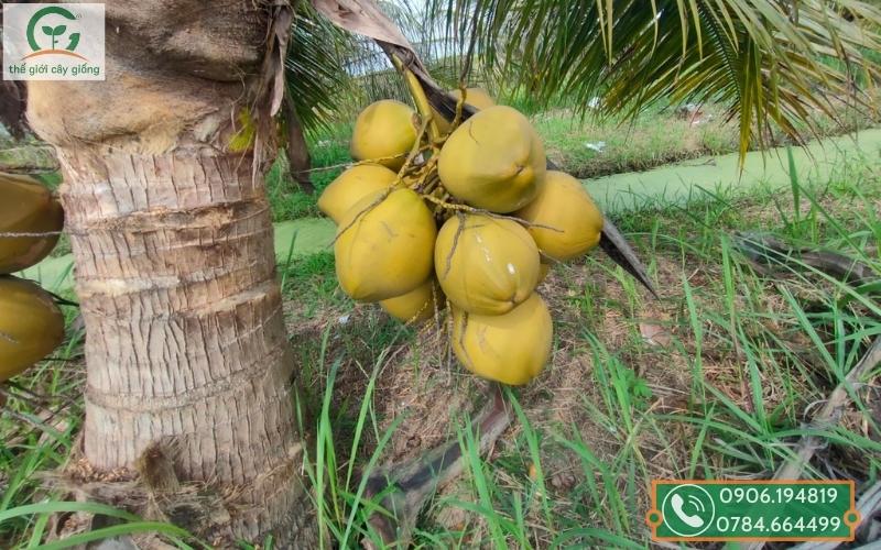 Cách chăm sóc cây dừa trước cho trái