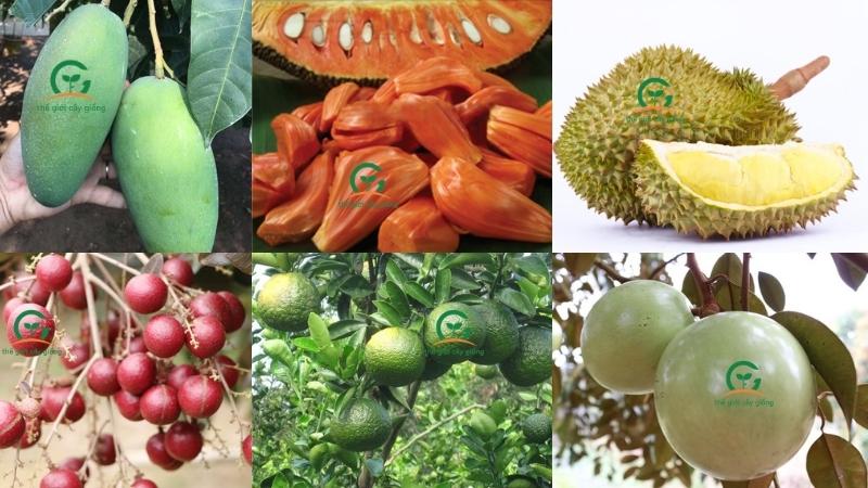 Cây ăn qua chăm sóc theo hướng hữu cơ sẽ cho trái ngon chất lượng đảm sức khỏe đất người trồng và người tiêu dùng