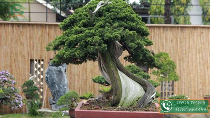Cây duyên tùng hay gọi là tùng cối, có thân rất cứng nên rất khó uốn tạo dáng, thường được làm kiểng bonsai 
