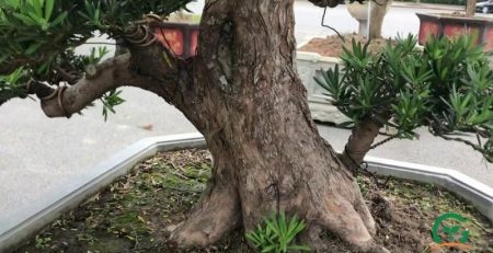 cây vạn niên tùng bonsai