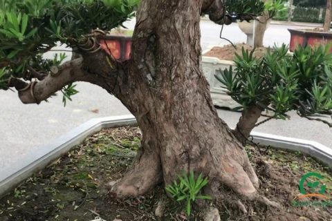 cây vạn niên tùng bonsai