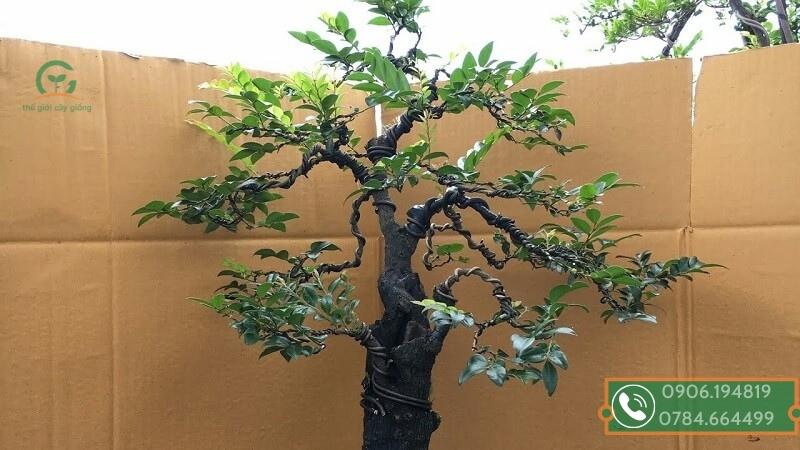 Cây Tùng Đen hay còn có cái tên khác là cây Trà Xương Đen, Tràng Đen hay Cứt Chuột…, tên khoa học là Diospyros vaccinioides Lindl