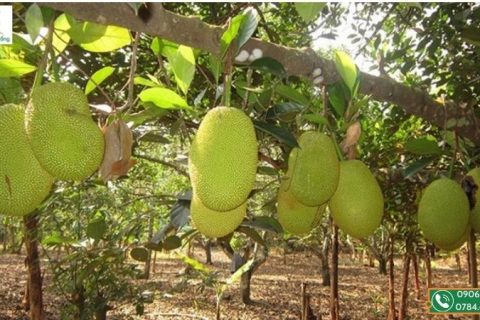 Đây là giai đoạn phát triển cơ bản của vườn cây ăn quả. Cây cần cung cấp đầy đủ dinh dưỡng để phát triển cành nhánh