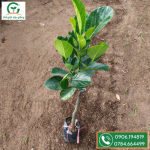 Giống mít indo lá bầu