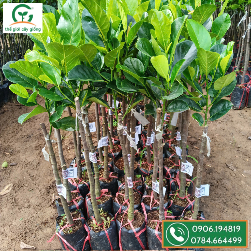 Mít ruột đỏ lá bầu indo