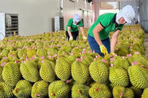 Sầu riêng của Việt Nam đóng góp rất lớn vào tỷ trọng xuất khẩu nông sản sang Trung Quốc.