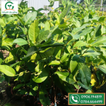 Cây Mận Hồng MST