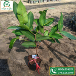 Cây giống mận xanh đường