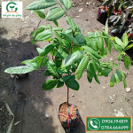 Nhãn Long Phụng Châu