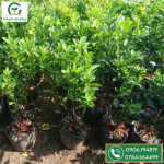 Lô Cây Tắc giống