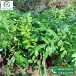 Lô cây nhãn long phụng châu