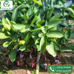 Mận xanh đường 1