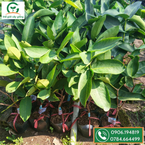 Mận xanh đường 1