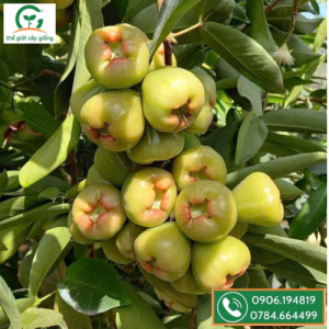 Cây giống mận xanh đường