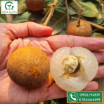Trái nhãn long phụng châu