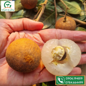 Nhãn Long Phụng Châu